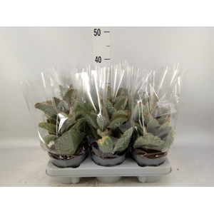 Kalanchoe NF beharensis
