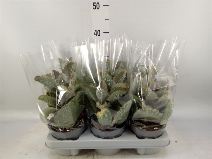 <h4>Kalanchoe NF beharensis</h4>