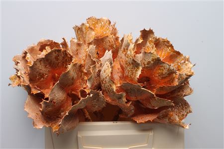 Hakea Victoria Orange Frosted