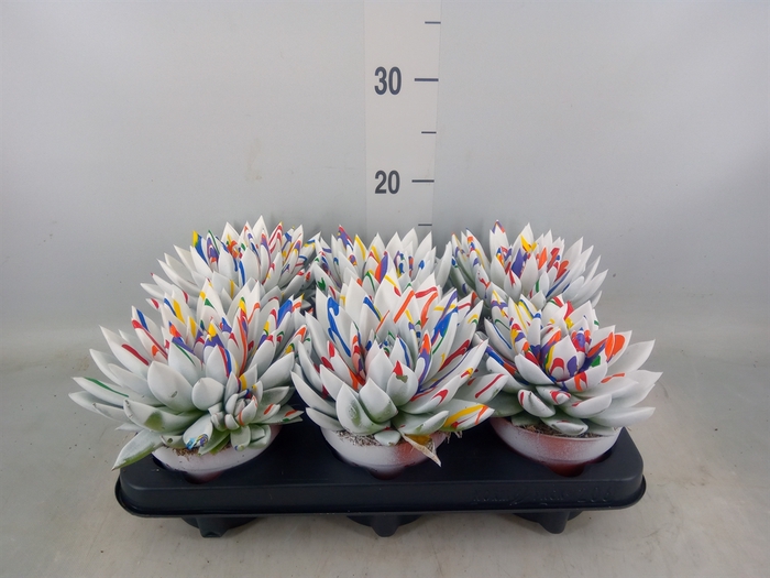 <h4>Echeveria  'Miranda'</h4>
