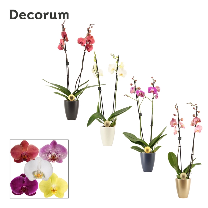 <h4>Phalaenopsis 2 tak 16+ mix in Carly met kerstbal (Neo Architect-</h4>