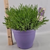 Lavandula angustifolia Essence Pur