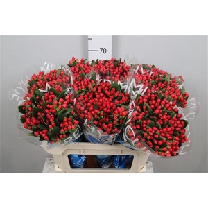 Hypericum Coco Diablo