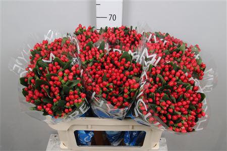 <h4>Hypericum Coco Diablo</h4>