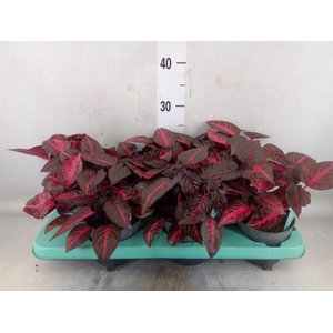 Iresine herbstii 'Rich Redstar'