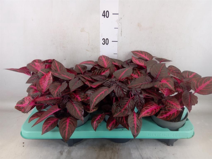 <h4>Iresine herbstii 'Rich Redstar'</h4>