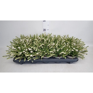 Erica darley. 'White Perfect'