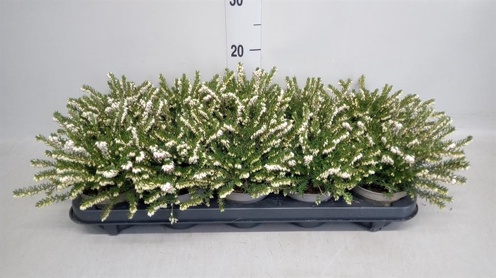 <h4>Erica darley. 'White Perfect'</h4>