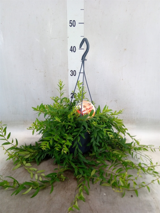 <h4>Aeschynanthus  'Japhrolepis'</h4>