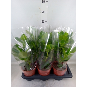 Clusia rosea 'Princess'