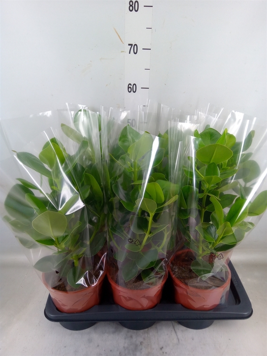 <h4>Clusia rosea 'Princess'</h4>