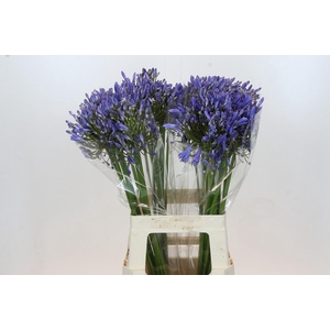 Agapanthus Blue Heaven