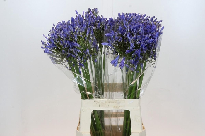 <h4>Agapanthus Blue Heaven Promo</h4>