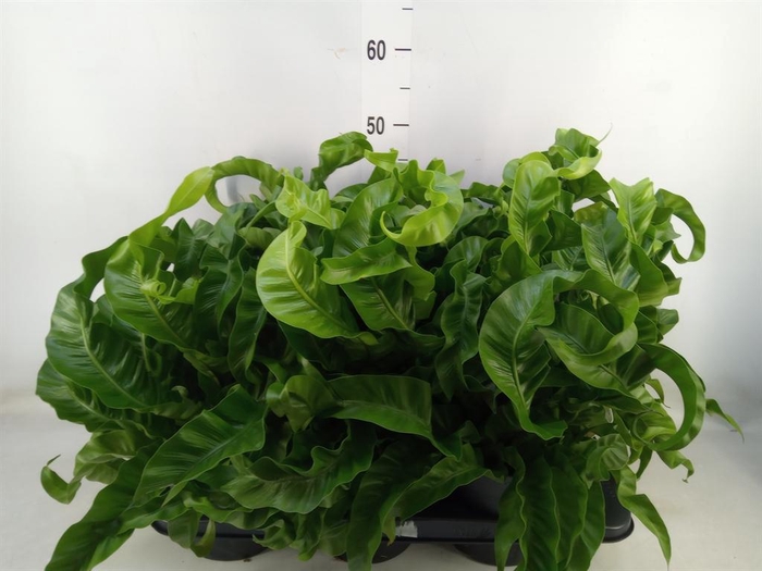 <h4>Asplenium antiquum 'Hurricane'</h4>