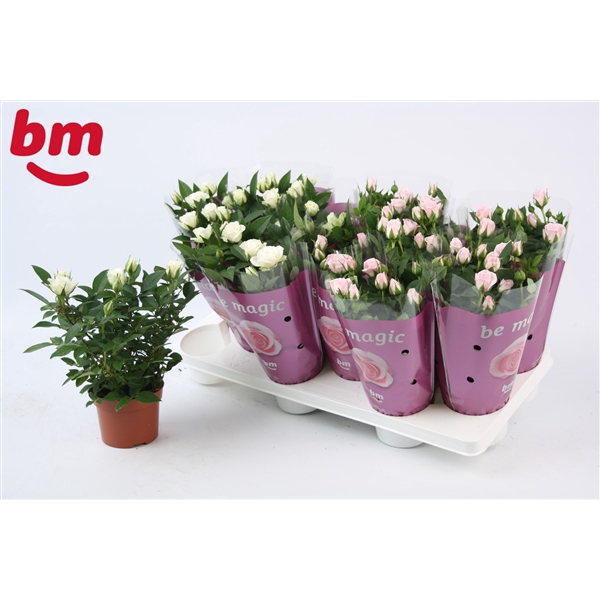 <h4>Rosa Mix White Jewel/Baby Jewel Beau Monde (10,5 cm)</h4>
