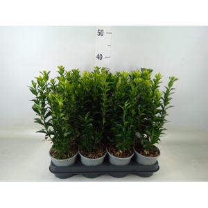 Euonymus japon. 'Green Spire'