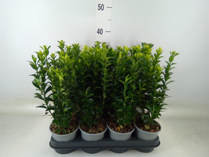 <h4>Euonymus japon. 'Green Spire'</h4>