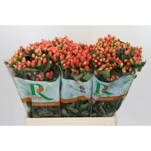 Hypericum Magical Royal Princess