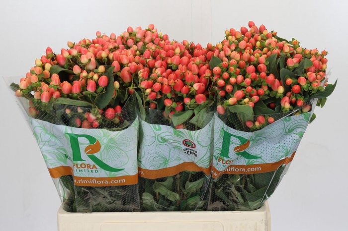 <h4>Hypericum Magical Royal Princess</h4>