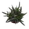 Kalanchoe niet bloeiend overig Spider, SU8023