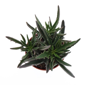 Kalanchoe niet bloeiend overig Spider, SU8023