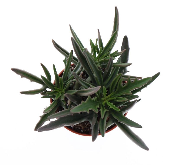 <h4>Kalanchoe niet bloeiend overig Spider, SU8023</h4>