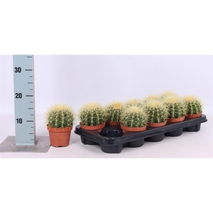 Echinocactus Grusonii (Cites) 10,5Ø 18cm