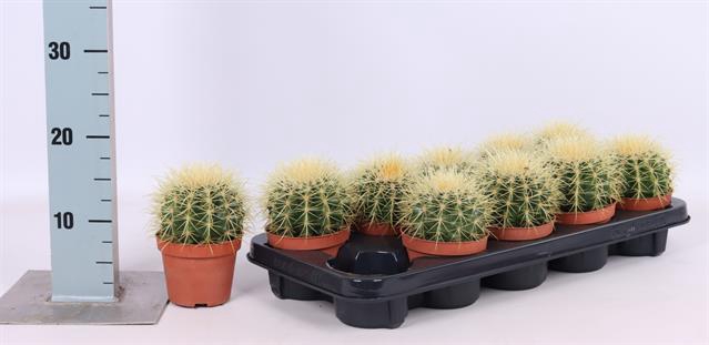 Echinocactus Grusonii (Cites) 10,5Ø 18cm