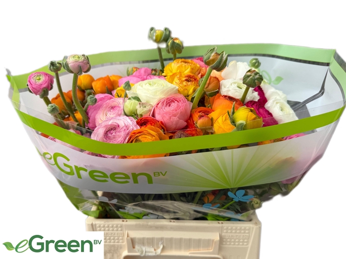 <h4>RAN GEM IN FUST</h4>