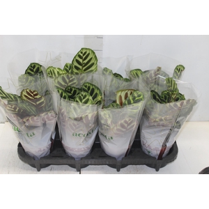 CALATHEA MAKOYAMA P12