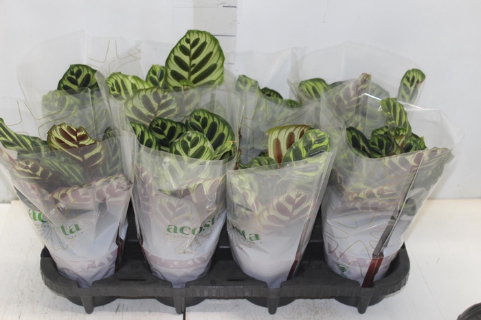 <h4>CALATHEA MAKOYAMA P12</h4>