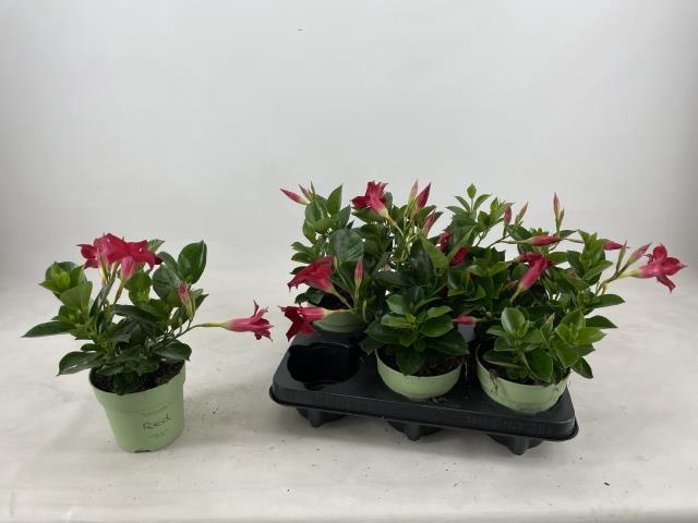 MANDE SUN RED