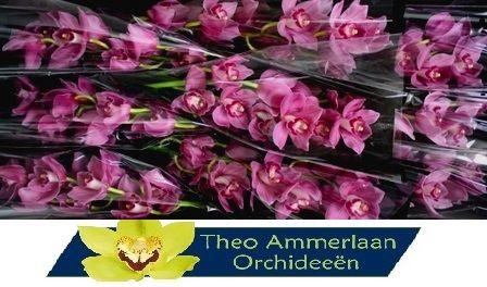 <h4>Valentine 60</h4>