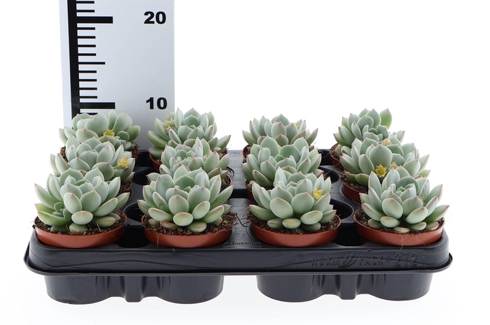 <h4>Echeveria ...</h4>