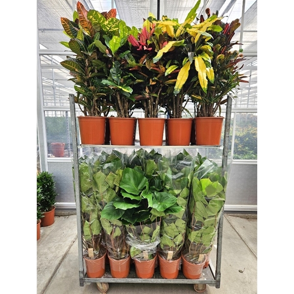 <h4>Mixkar Croton & Homalomena rubescens Maggy</h4>