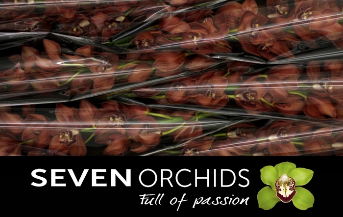 <h4>CYMB T FREDERICKA</h4>