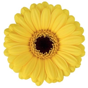 GE MI SUNSHINE Aquabox *160