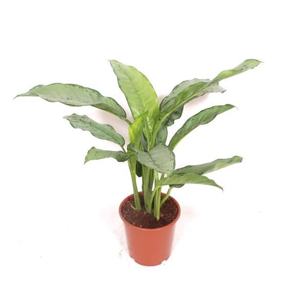 <h4>Aglaonema Freedman</h4>