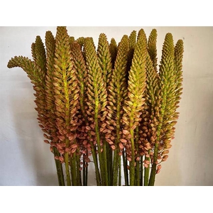 Eremurus Cleopatra