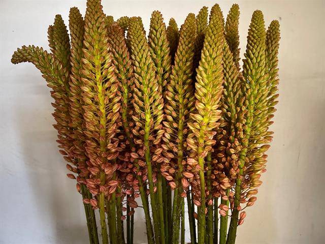<h4>Eremurus Cleopatra</h4>