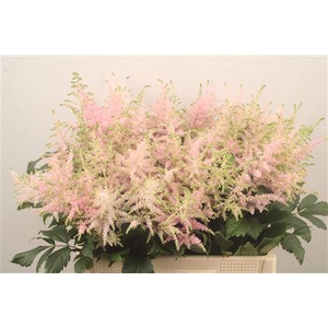 Astilbe Europa Light Pink
