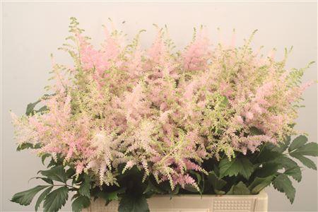 <h4>Astilbe Europa Light Pink</h4>