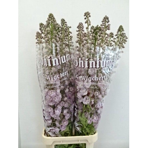 DELPH DU DEWI PINK SPIJKER