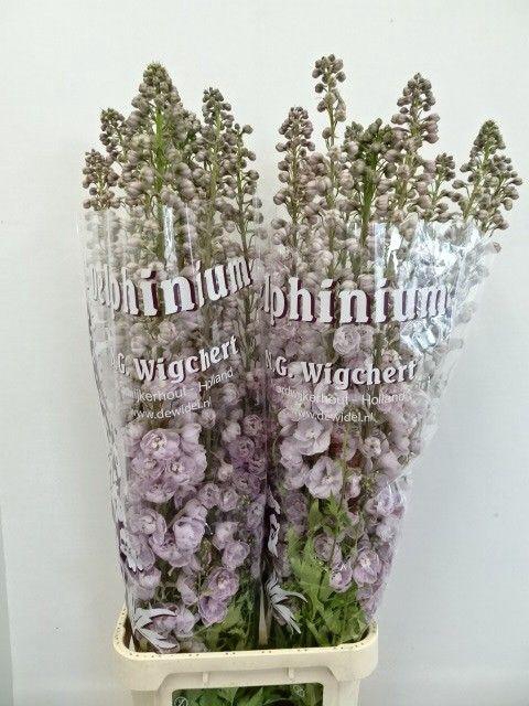 <h4>DELPH DU DEWI PINK SPIJKER</h4>