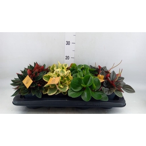 Peperomia   ...mix