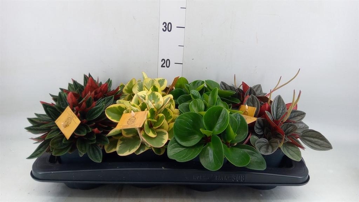 <h4>Peperomia   ...mix</h4>