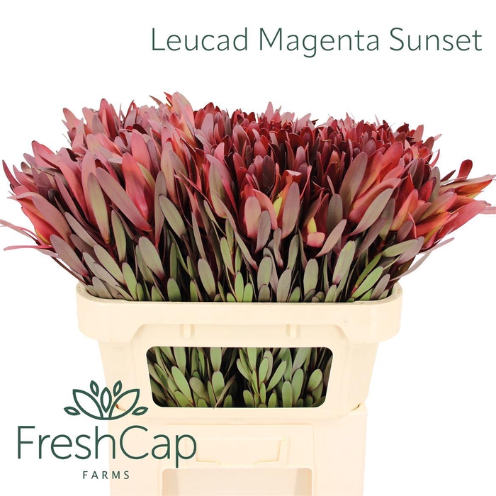 <h4>Leucad Magenta Sunset</h4>