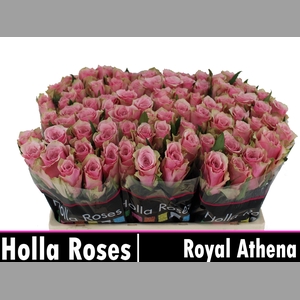 R GR ATHENA ROYALE