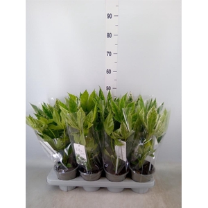 Fatsia japonica 'Variegata'