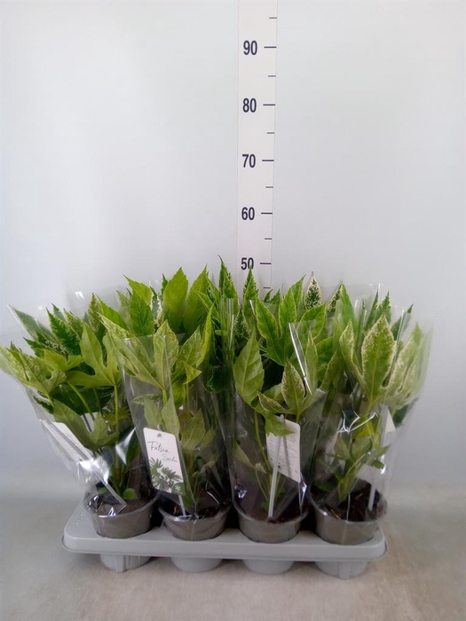 <h4>Fatsia japonica 'Variegata'</h4>